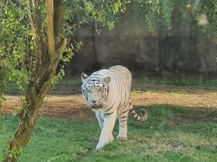 Al Ain Zoo-1